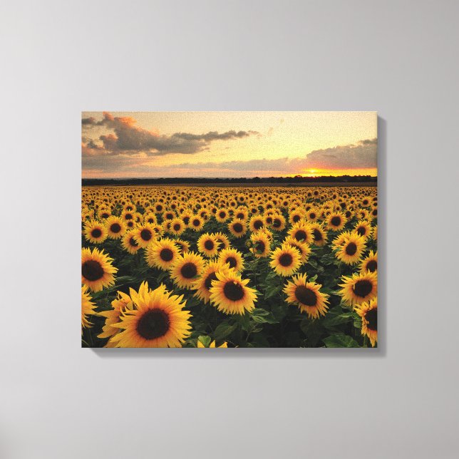 Lienzo Flowers | Sunflower Field (Anverso)