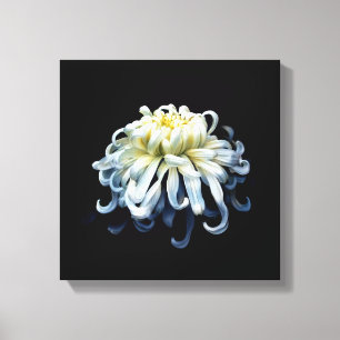 Lienzo Flowers   White Chrysanthemum