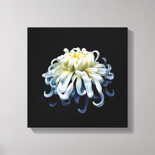 Lienzo Flowers | White Chrysanthemum (Anverso)