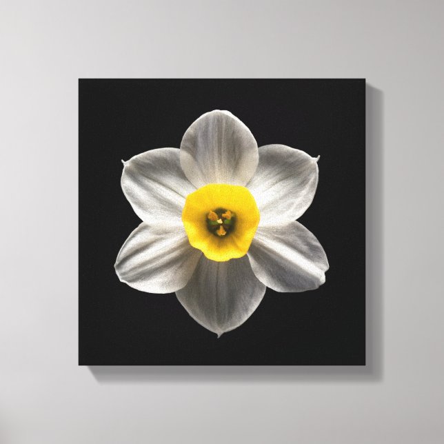 Lienzo Flowers | White Daffodil Flower (Anverso)