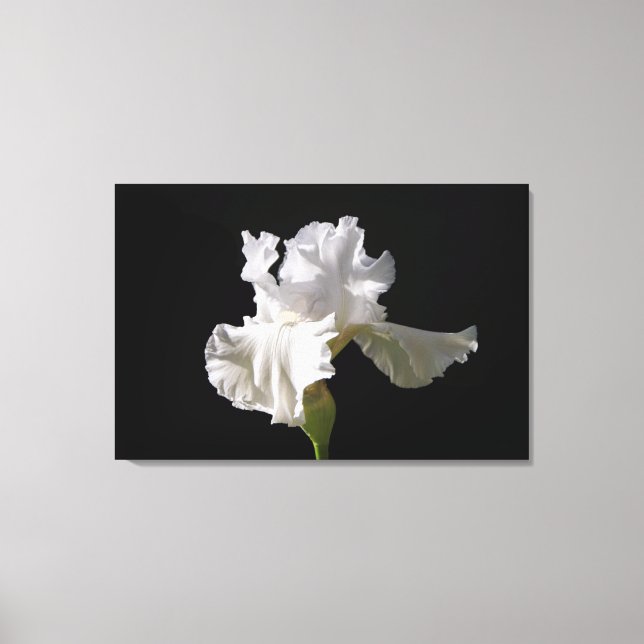 Lienzo Flowers | White Iris (Anverso)