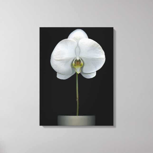 Lienzo Flowers | White Orchid Flower (Anverso)