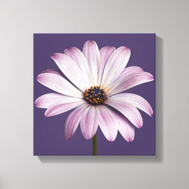 Lienzo Flowers | White & Purple Daisy (Anverso)