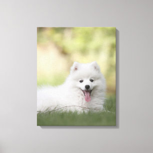 Lienzo Fluffy White Keeshond Puppy