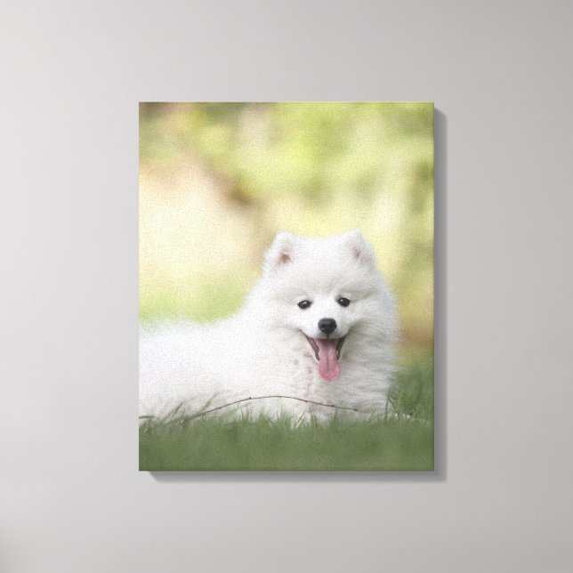 Lienzo Fluffy White Keeshond Puppy (Anverso)