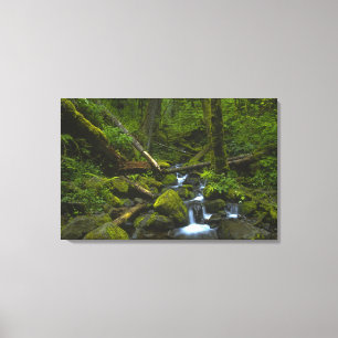 Lienzo Flujo templado de selva tropical en el río Columb