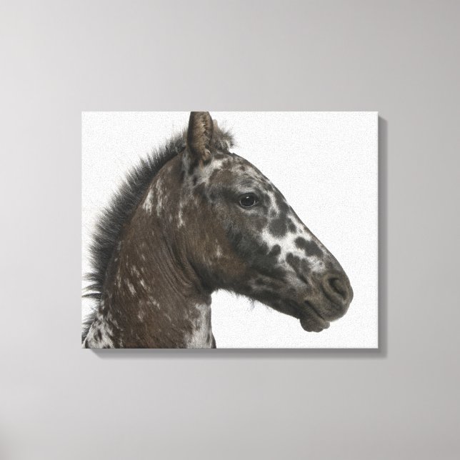 Lienzo Foal cruzado entre un Appaloosa y un (Anverso)