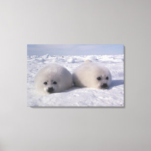Lienzo Foca de Groenlandia (Phoca groenlandica) crías de 