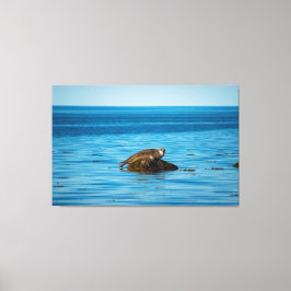 Lienzo Foca de puerto Atlántico