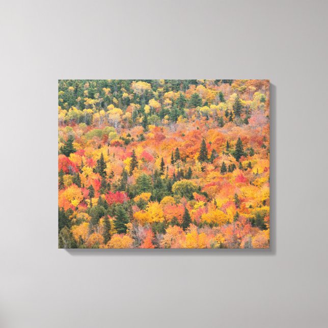 Lienzo Follaje de otoño | Península de Keweenaw, Michigan (Anverso)