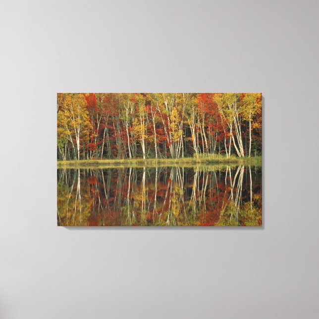 Lienzo Follaje de otoño y reflejos de abedul; Hiawatha (Anverso)