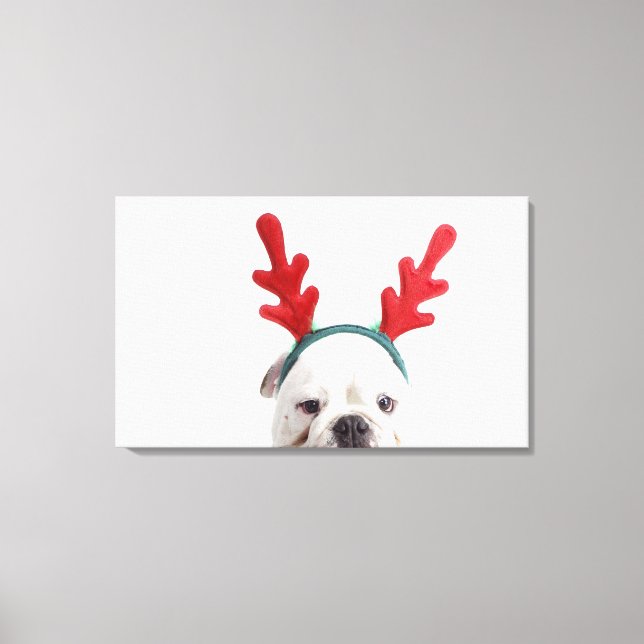 Lienzo fondo blanco, bulldog blanco masculino, rojo (Anverso)