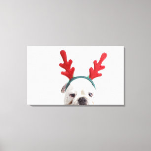 Lienzo fondo blanco, bulldog masculino blanco, rojo