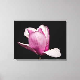 Lienzo Fondo negro de la floración de la magnolia rosada