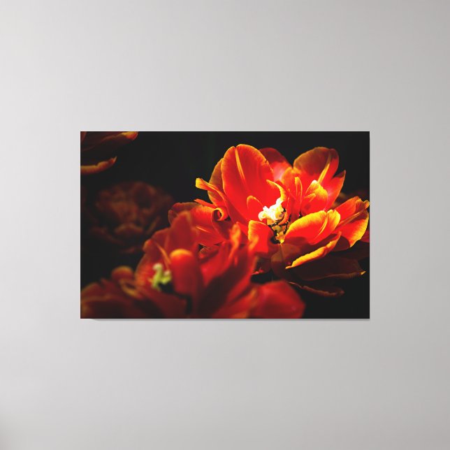 Lienzo Fondo oscuro de tulipanes rojos (Anverso)