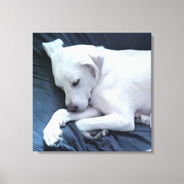 Lienzo Foto adorable de hermoso perro blanco descansando  (Anverso)