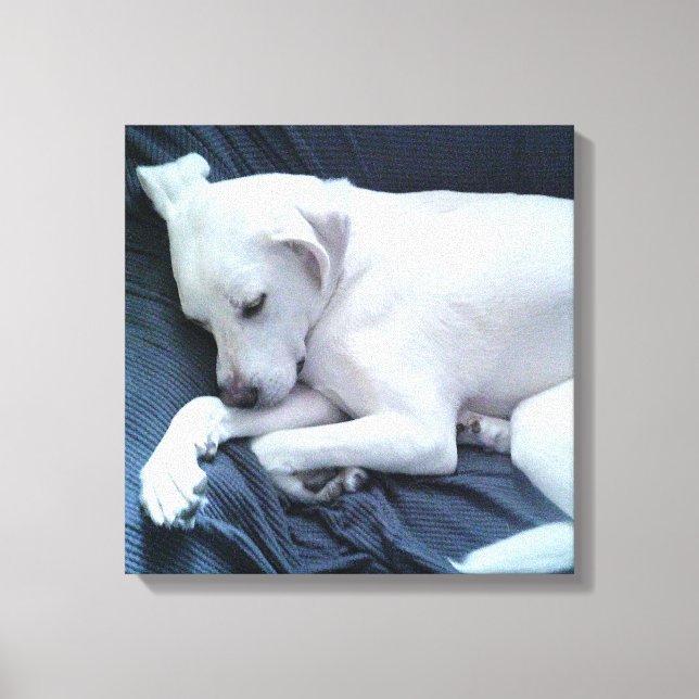 Lienzo Foto adorable de hermoso perro blanco descansando  (Anverso)