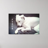 Foto adorable de un lindo cachorro blanco pacífico