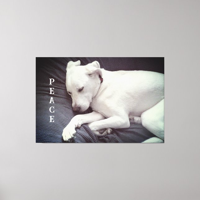 Lienzo Foto adorable de un lindo cachorro blanco pacífico (Anverso)