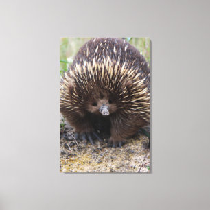 Lienzo Foto animal australiana de Echidna Cute