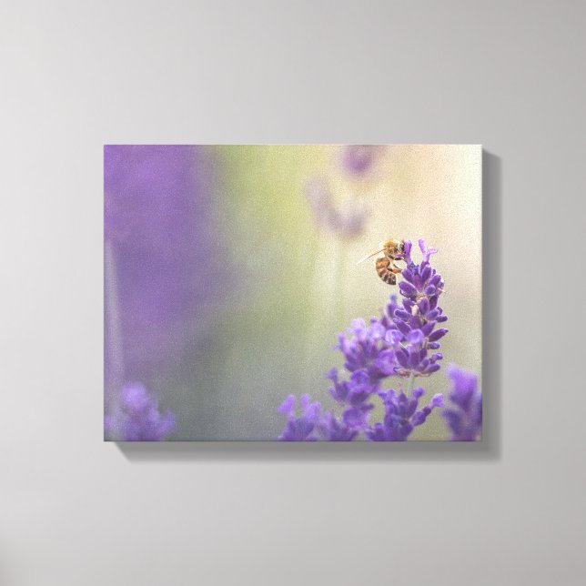 Lienzo Foto de abeja melífera en flor de lavanda (Anverso)