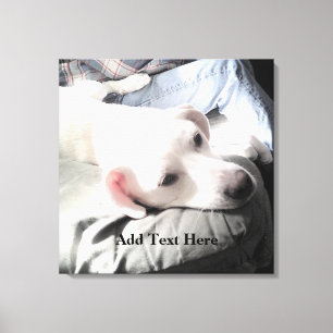 Lienzo Foto de adorable perro blanco descansando en el so