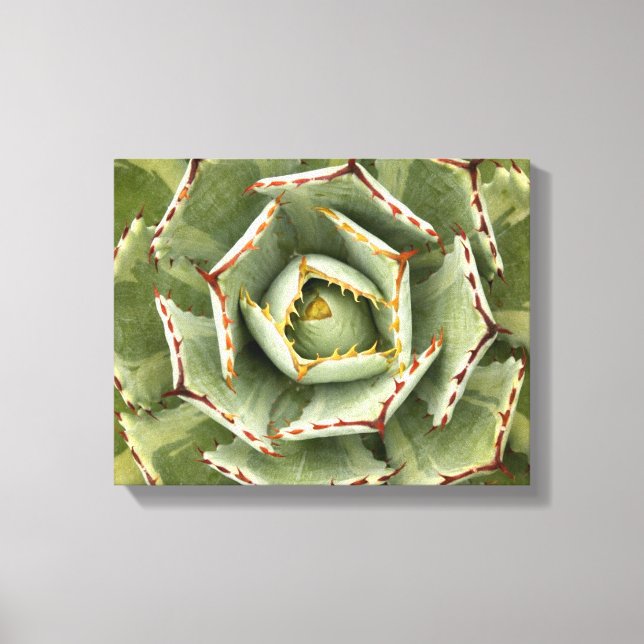 Lienzo Foto de Agave 'Cream Spike' (Anverso)