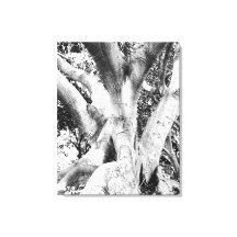 Foto de árbol - Negro y árbol blanco Monocromo gru