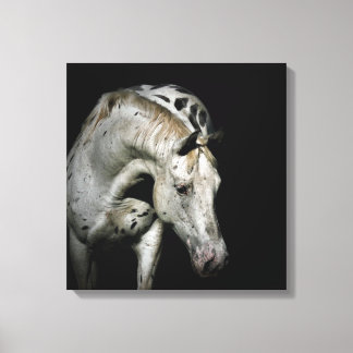 Lienzo Foto de Caballo de Appaloosa