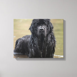 Lienzo Foto de canvas River Newfoundland