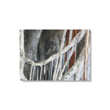 Foto de cierre de árbol de Banyan