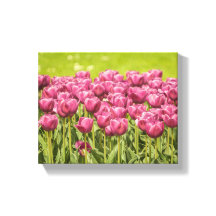 Foto de flor de campo de Tulips