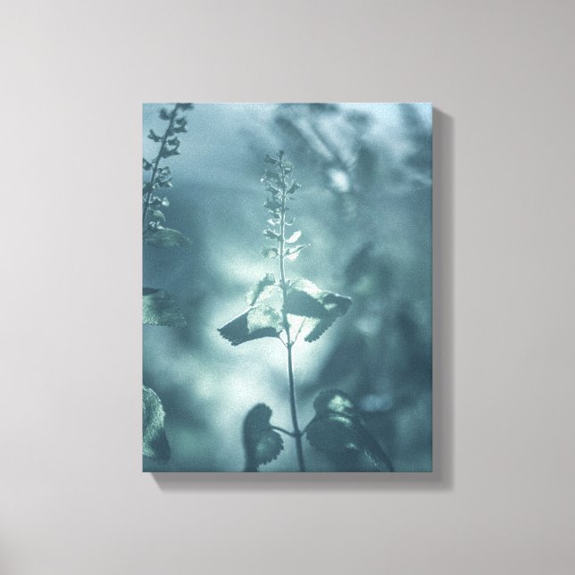 Lienzo Foto de Germander Floral Nature (Anverso)