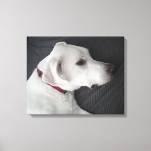 Lienzo Foto de hermoso perro gris y blanco