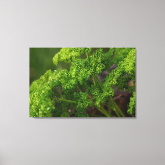 Lienzo Foto de hierba de perejil verde natural para la co