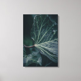 Lienzo Foto de Ivy Leaf Nature