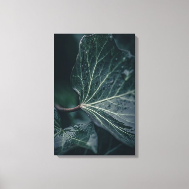 Lienzo Foto de Ivy Leaf Nature (Anverso)