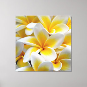Lienzo Foto de la flor del Plumeria del Frangipani