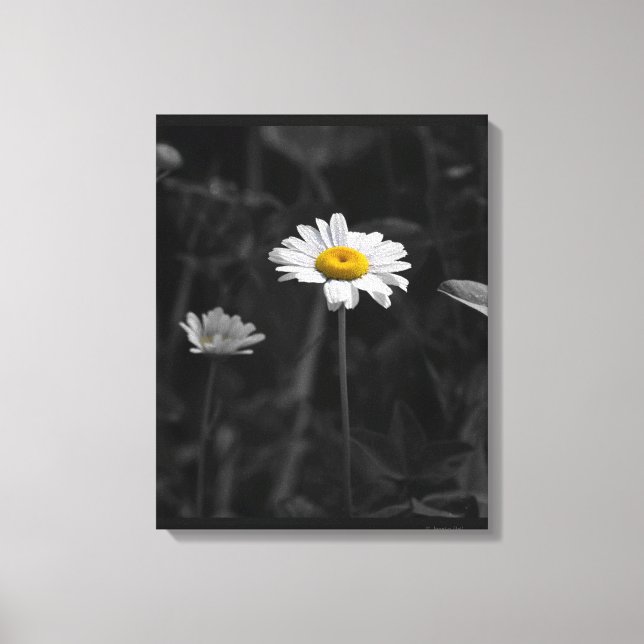 Lienzo Foto de la margarita amarilla en negro y flor blan (Anverso)