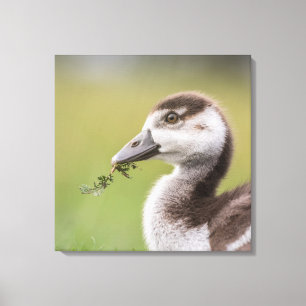 Lienzo Foto de la Naturaleza de Chick de oca