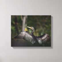 Foto de la naturaleza de Cormorant