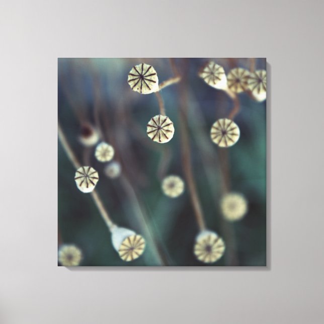 Lienzo foto de la naturaleza de la fruta de la amapola (Anverso)