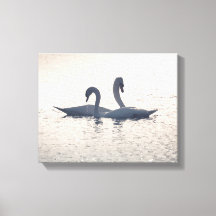 Foto de la naturaleza de los cisnes