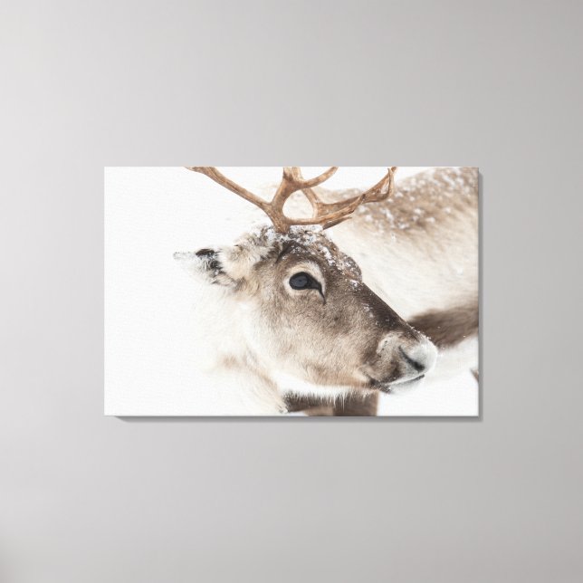 Lienzo Foto de la naturaleza de los renos (Anverso)