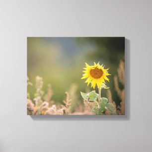 Lienzo Foto de la naturaleza del girasol