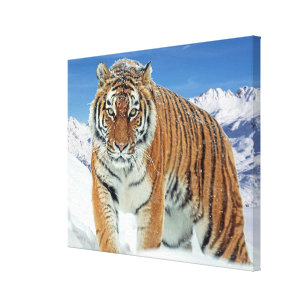 Lienzo Foto de la naturaleza del invierno del tigre de mo