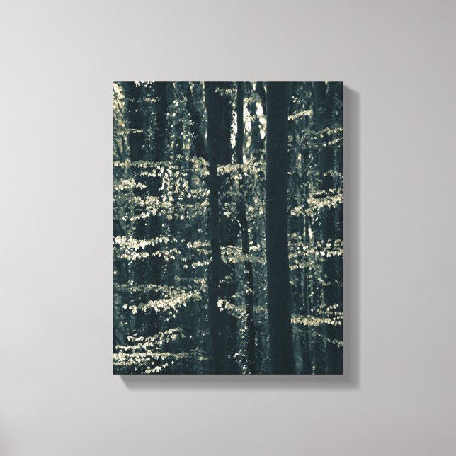 Lienzo Foto de naturaleza de bosque de hayas (Anverso)