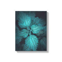 Foto de Nettle Nature