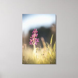 Lienzo Foto de orquídea silvestre en la naturaleza