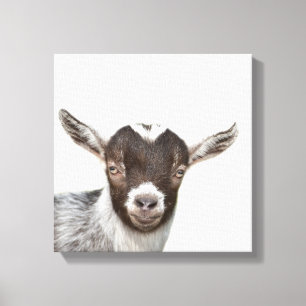 Lienzo Foto de pekaboo animal de granja de cabras